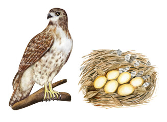 Watercolor nesting birds. Hawk bird, nest with eggs isolated on white background. Hand drawn illustration. Children educational material, montessori poster, biology book illustration.