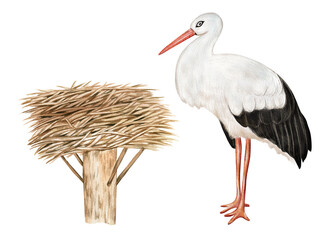 Watercolor nesting birds. Stork bird, nest with eggs isolated on white background. Hand drawn illustration. Children educational material, montessori poster, biology book illustration.