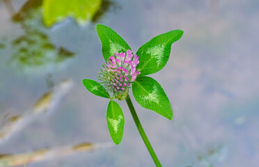 Flowers by the pool
