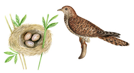 Watercolor cuckoo bird with nest. Nesting birds isolated on white background. Botanical illustration.