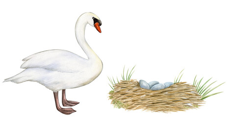 Fototapeta premium Watercolor swan and eggs in nest. Nesting birds isolated on white background. Botanical illustration.