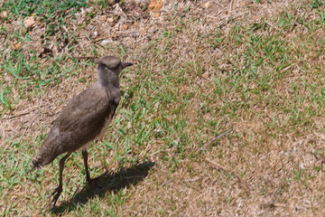 bird in the grass