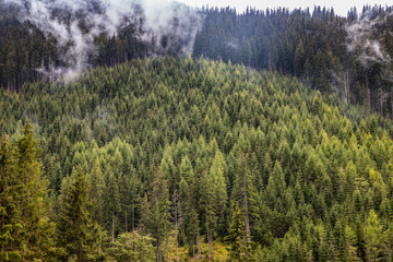 background of dense green pine forest