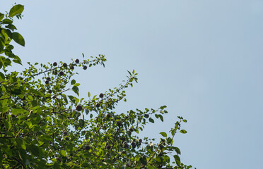 Pear tree and blue sky