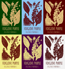 Set of vector drawing digitalis in various colors. Hand drawn illustration. The Latin name is DIGITALIS PURPUREA L. © Nataliia