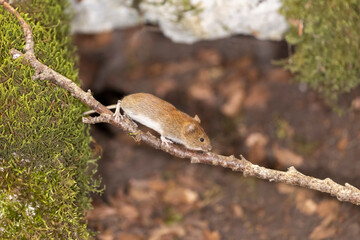 Bank vole in autumn forest