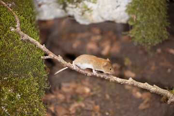 Bank vole in autumn forest