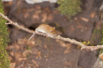 Bank vole in autumn forest