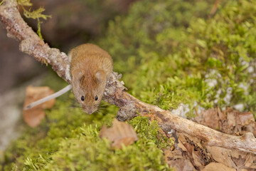 Bank vole in autumn forest