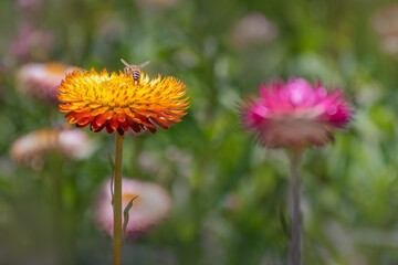Paper Daisy 08 (Xerochrysum bracteatum)
