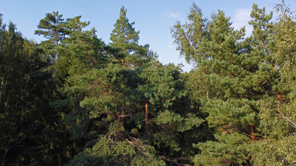 Aerial view of the green summer forest with trees