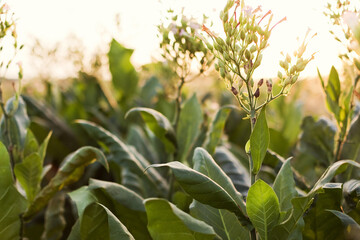 Plantation of green tobacco leaf closeup