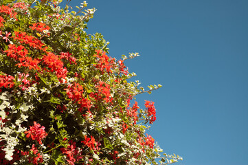 red decorative flowers on a blue sky background