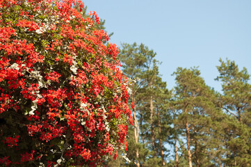 red decorative flowers on a background of blue sky and trees