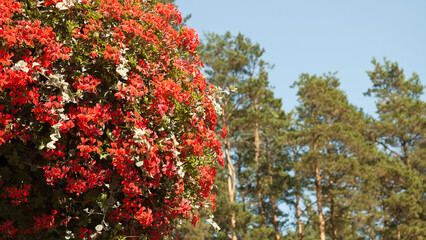 red decorative flowers on a background of blue sky and trees