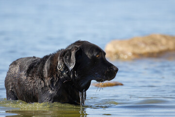 Black dog coming out of the sea on the island of Rügen in Germany, dog swimming in the Baltic Sea