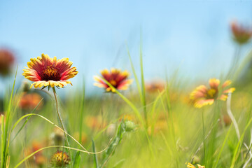 Obraz na płótnie Canvas Shallow depth of field with main focus on one Gaillardia pulchella Indian blanket wildflower surrounded by more firewheel flowers as graphic resource for composite background or ad copy space