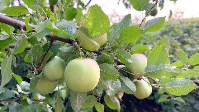 Green apples on a tree. Fresh beautiful green apples ripened on the branch of an apple tree in the garden. Sweet eco apples on a branch close-up. Growing apples for pressing apple juice.