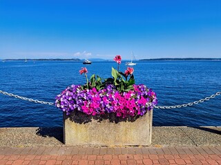 Seaside walk along the shoreline of Sidney BC, flower bed with red and purple flowers . boats in the background. Selective focus 