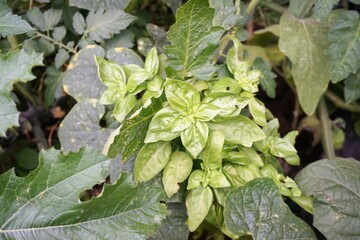 Grüne Basilikumpflanze in Hochbeet in Garten im August 
