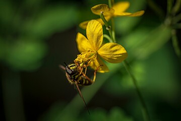 Closeup of a hoverfly o a small yellow flower