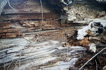 Braun-graue Innenfläche mit Muster von umgekipptem Baumstamm 