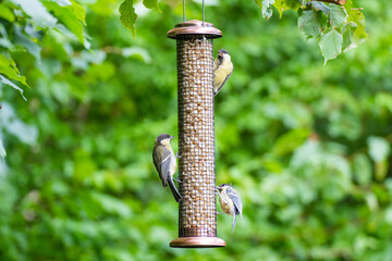 Great tit birds on a bird feeder outdoors