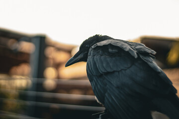 Fototapeta premium Raven closeup from behind