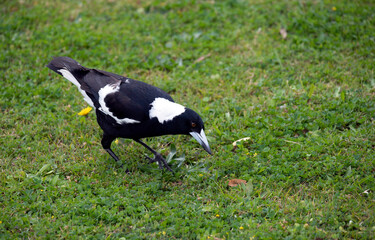 Australian Magpie (Gymnorhina tibicen)