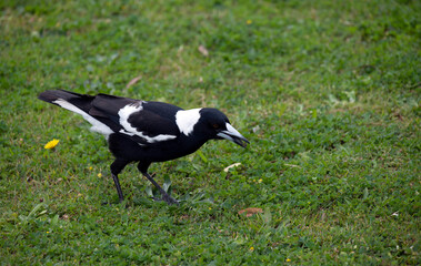 Obraz premium Australian Magpie (Gymnorhina tibicen)
