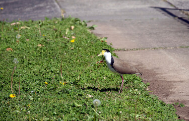 Australian Masked Lapwing ( Vanellus miles)