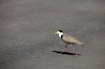 Australian Masked Lapwing ( Vanellus miles)