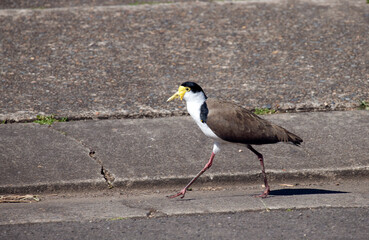 Australian Masked Lapwing ( Vanellus miles)