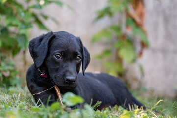 Sweet black labrador retriever dog playing with a stick