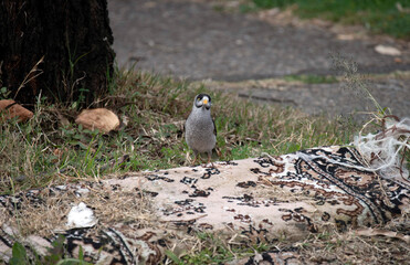 Australian Noisy Miner (Manorina melanocephala)