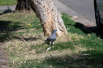 Rock Pigeon (Columba livia)