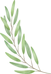 Olive branch watercolor