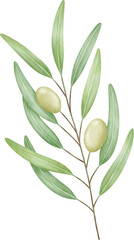 Obraz na płótnie Canvas Olive branch watercolor