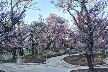Obraz premium 北野天満宮の梅園