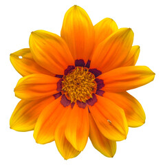 Orange gazania sun flower transparent isolated from the background