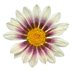 Obraz premium white and purple gazania sun flower transparent isolated from the background