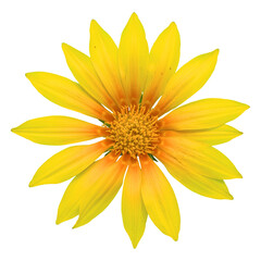 Yellow gazania sun flower transparent isolated from the background