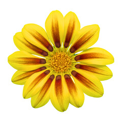 Yellow gazania sun flower transparent isolated from the background