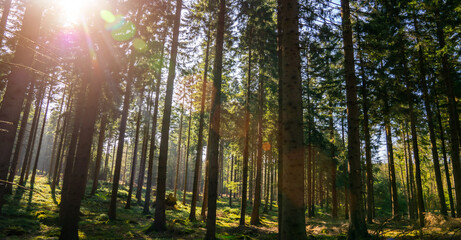 Silent Forest in spring with beautiful bright sun rays