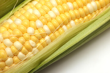 白背景のトウモロコシ