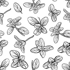 Basil Seamless Pattern. Italian herbs.A sprig of marjoram. Basil is a fragrant and fragrant seasoning. Hand-drawn illustration