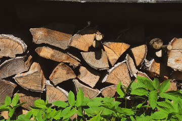 Firewood and logs lie in shaden with green grass in the foreground