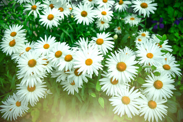 Photo of large white daisies on a green summer background in the rays of the sun. Floral background for congratulations.A summer bouquet of flowers.