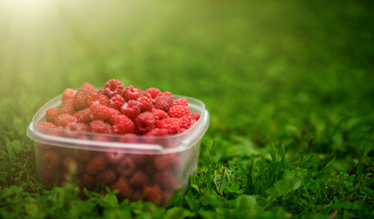Red raspberries in a plastic container on the green grass in the garden. Summer vitamins from berries. An environmentally friendly product from the forest.