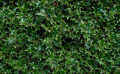 Fototapeta na wymiar closeup nature view of green leaf 
